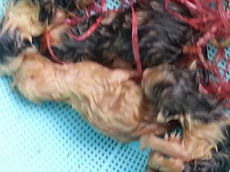 mini-20131113_171732