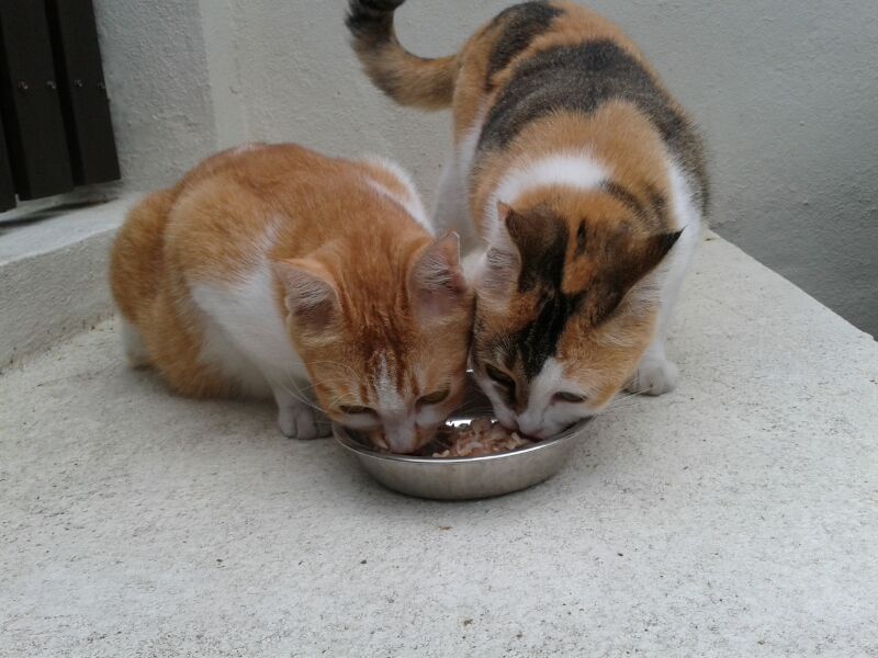 IMG-20131203-WA0005