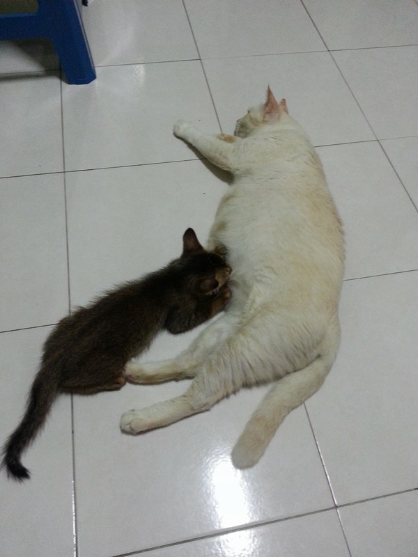 mini-Milo & mama cotton 1