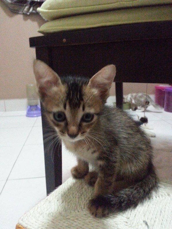 mini-Milo4