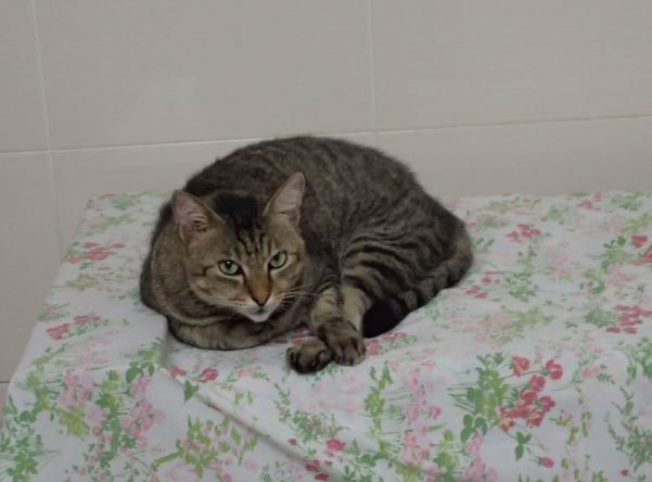 tiger