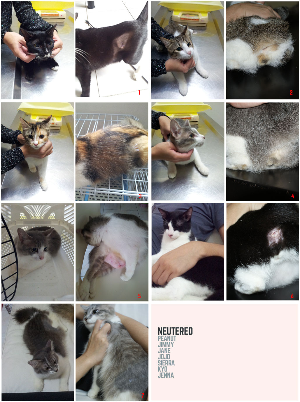 7neuteredcats 1