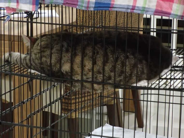Tiger sleeping