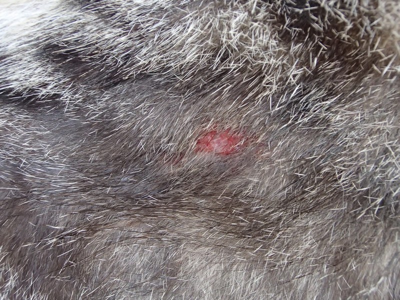 mini HIP