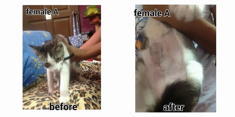 mini-female A