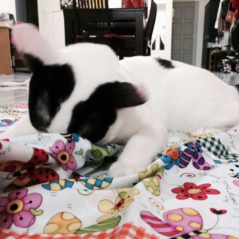 mini-photo_2