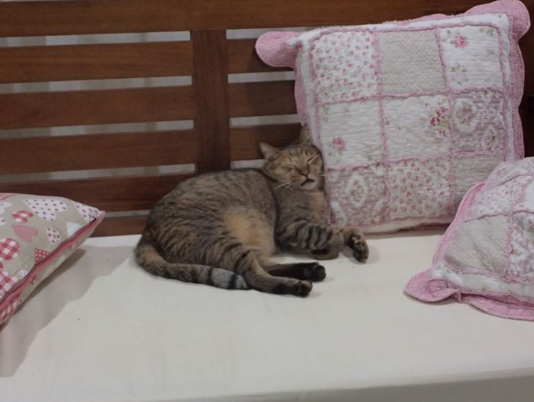 Heidi on sofa