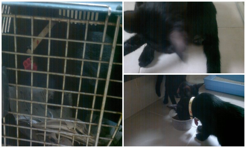 mini-Black PicMonkey Collage
