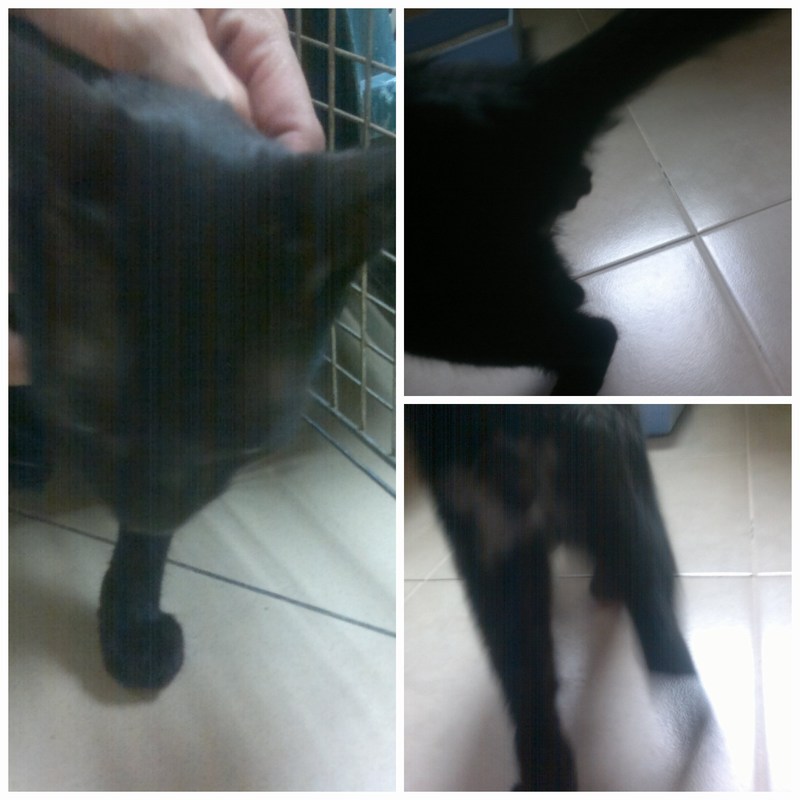 mini-Hitam PicMonkey Collage.jpg