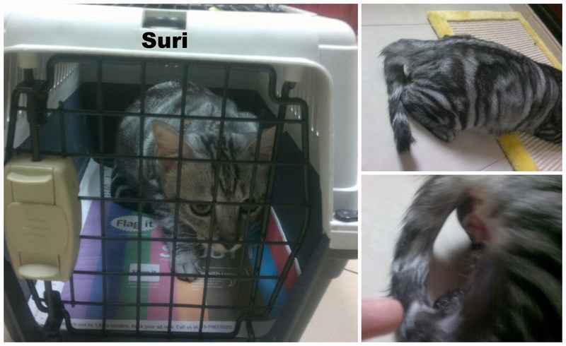 mini-Suri PicCollage