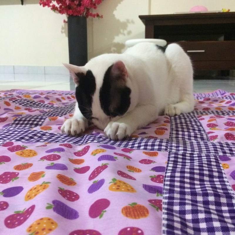 mini-photo1