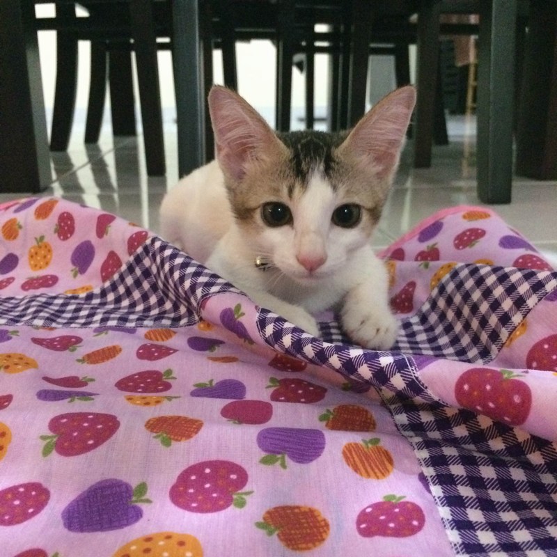 mini-photo2