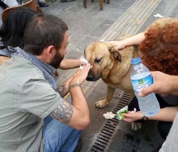 dog got tear gassed