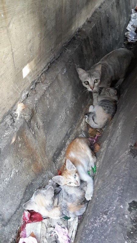 mini-4 sleep in the drain