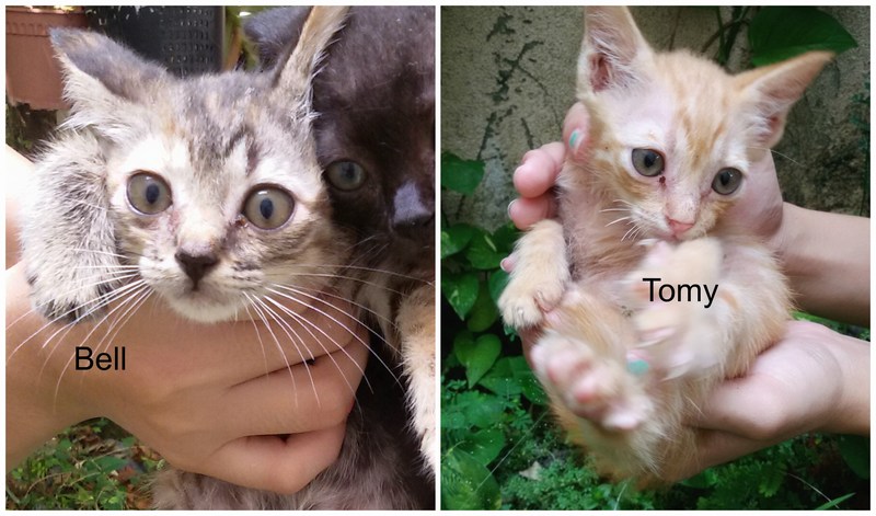 mini-bell tommy pic