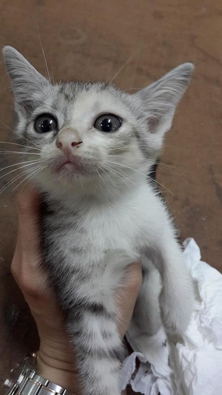 mini-miao 4