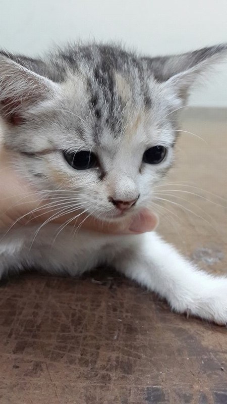 mini-miao 5