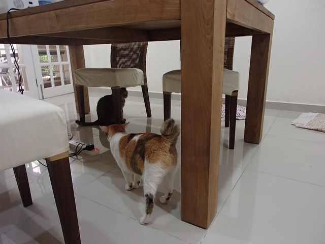 mini-P9210445