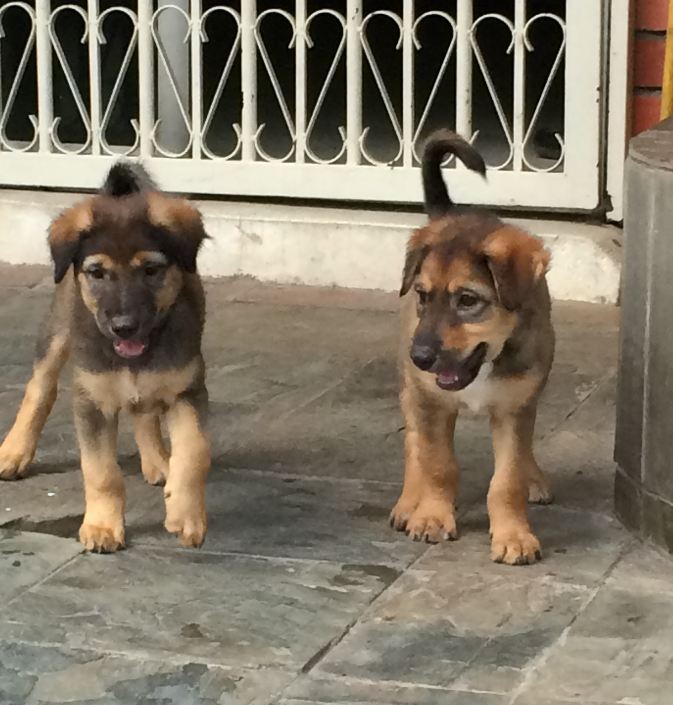2 female puppies