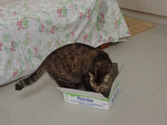 mini-PA070524