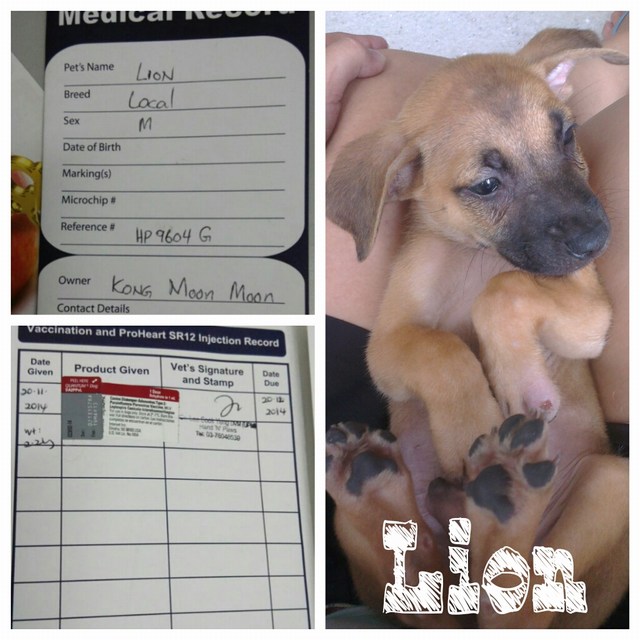 mini-Lion