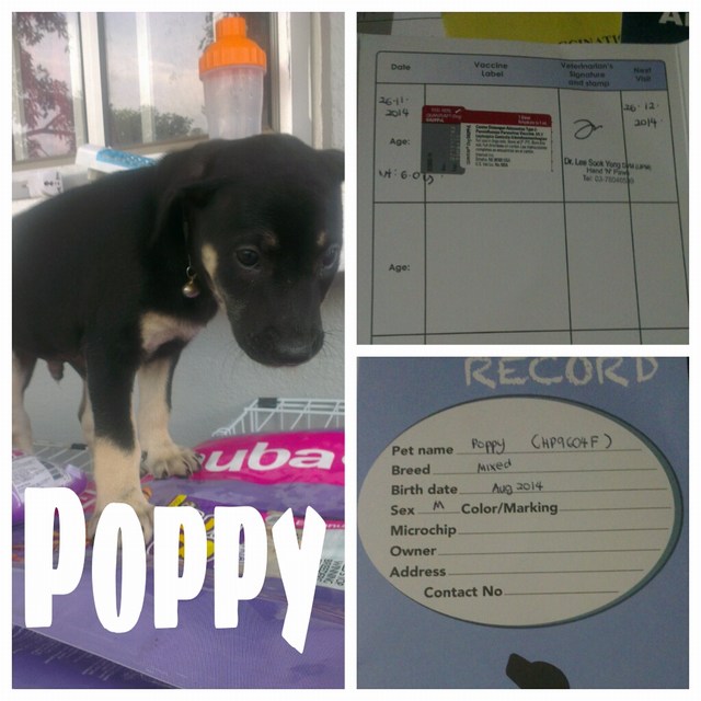 mini-PoppyPicsArt_1417011706688
