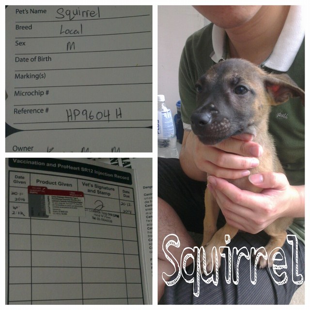mini-Squirrel