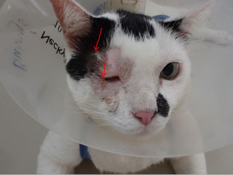 cow's eye surgery