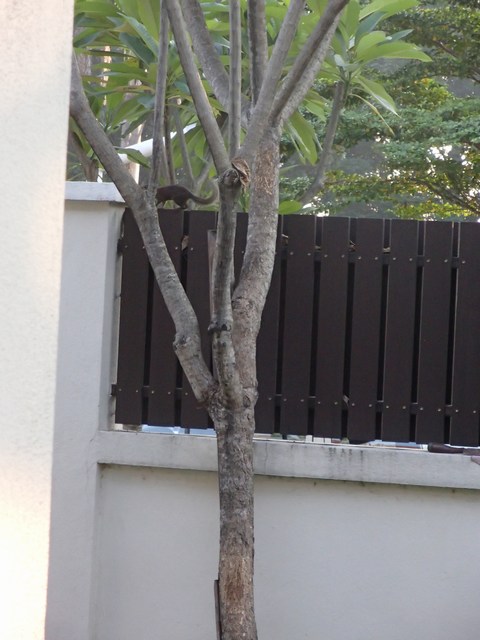 mini-P1170663