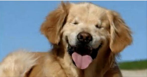 blind dog