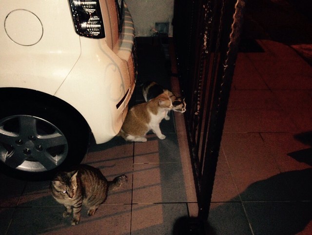 mini-IMG-20150320-WA0038