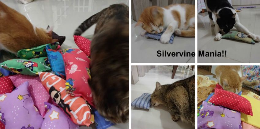 Cat pillows