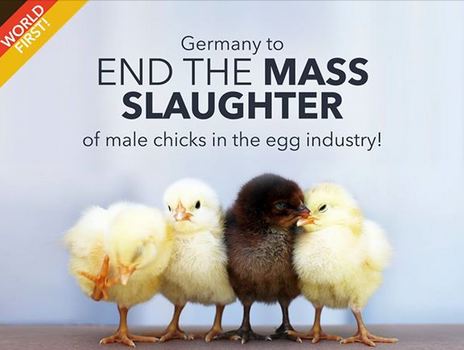 germany chicks