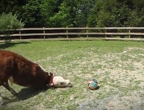 The secret lives of cows - AnimalCare