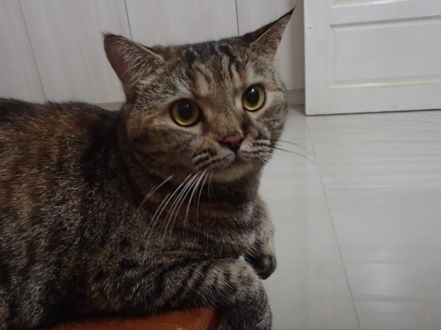 mini-P6150012