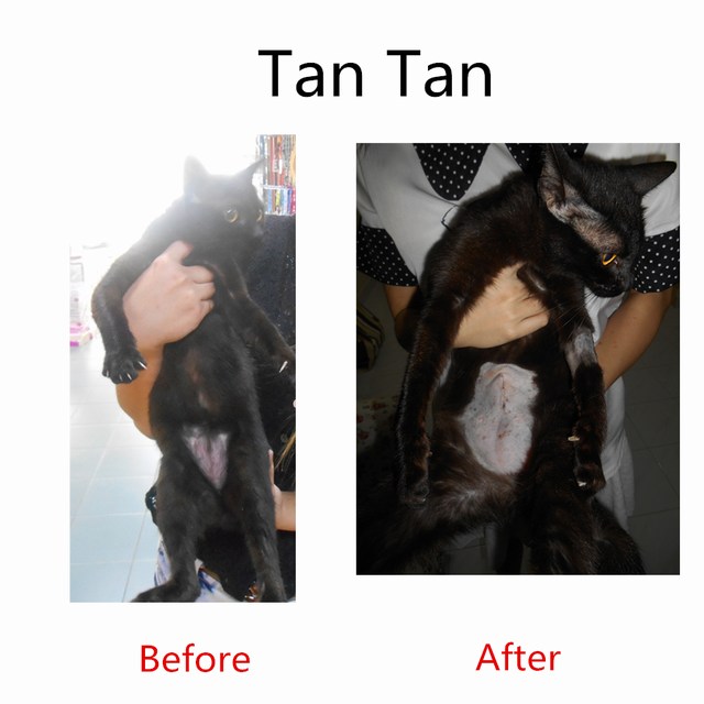 mini-Tan Tan
