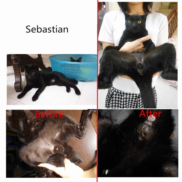 mini-sebastian