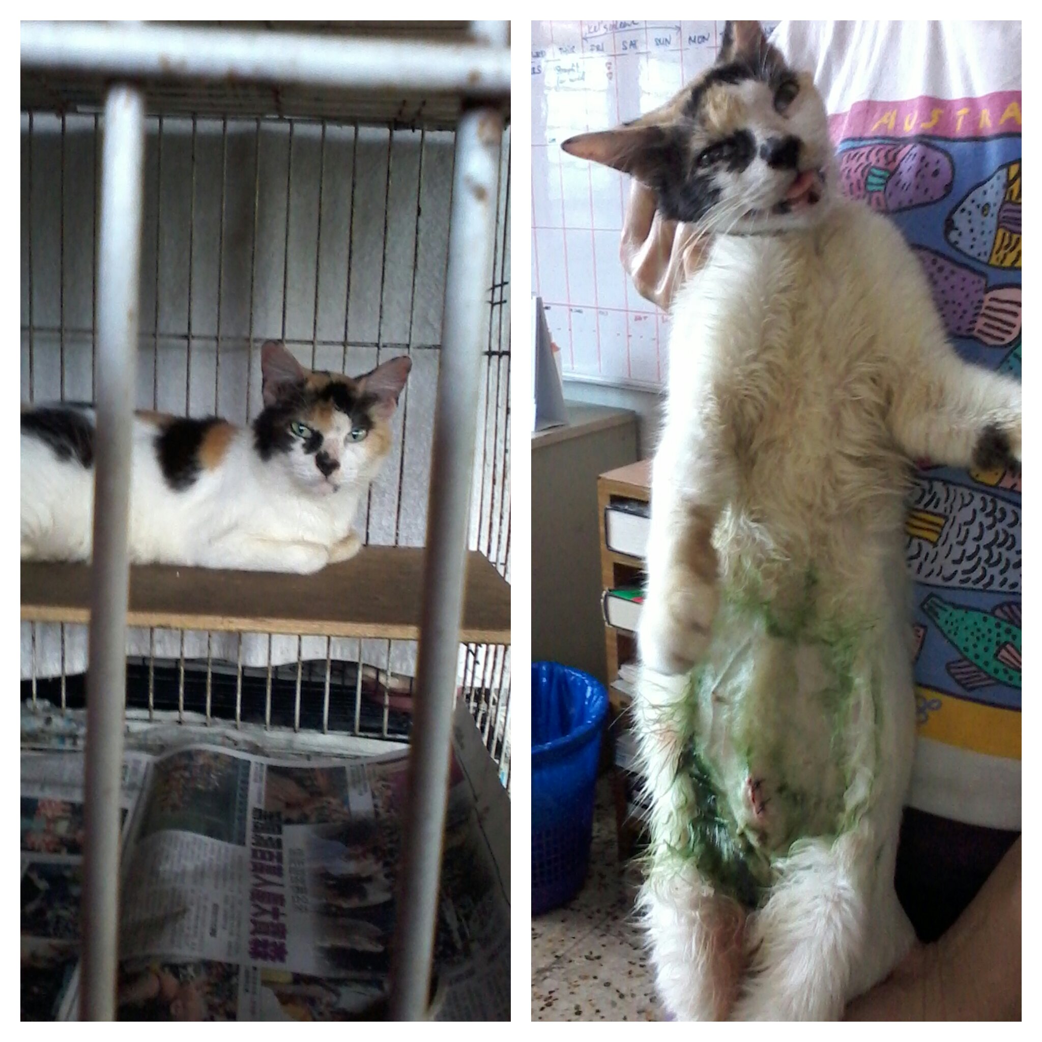 older cat