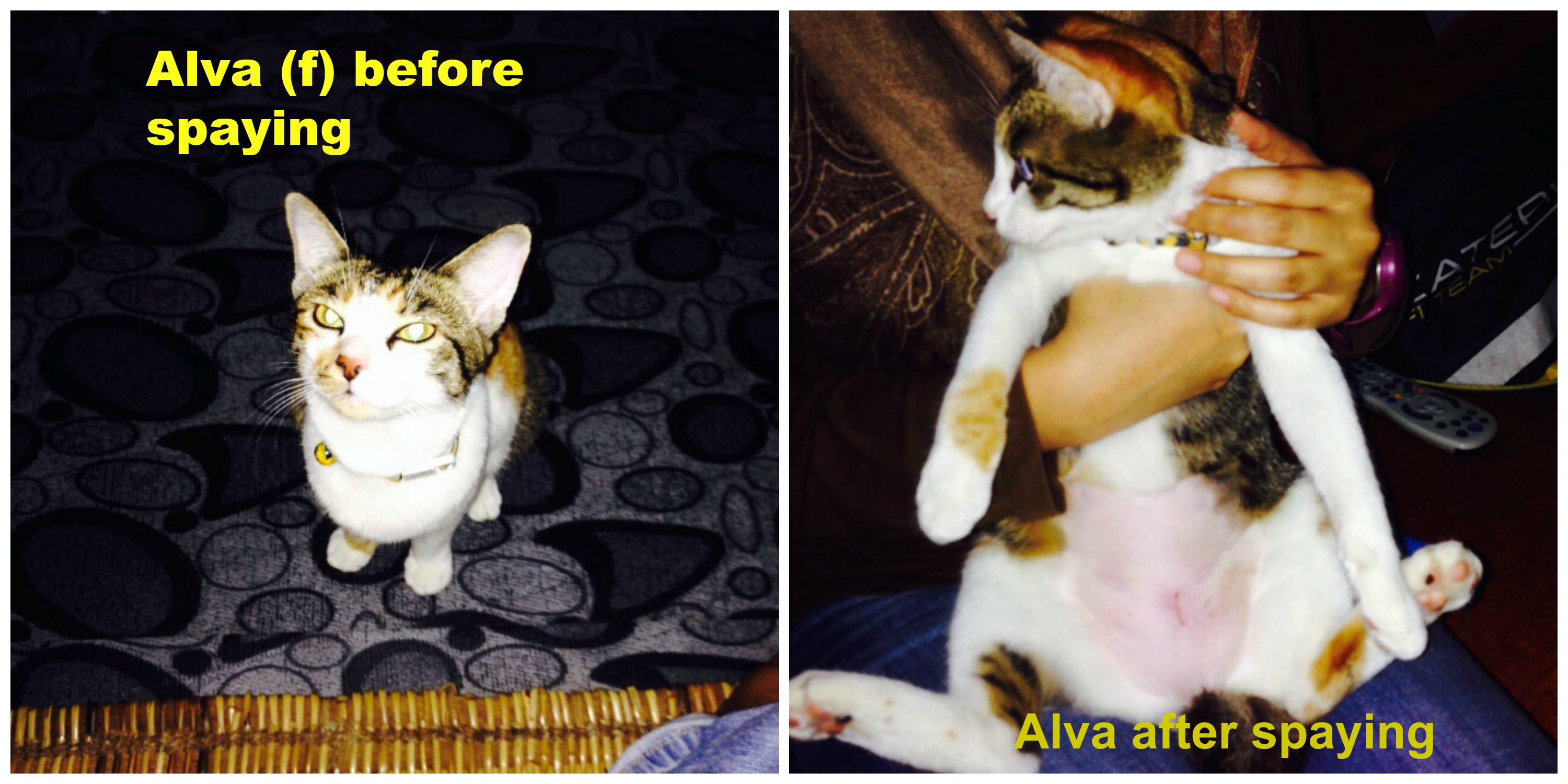 Alva Collage 3