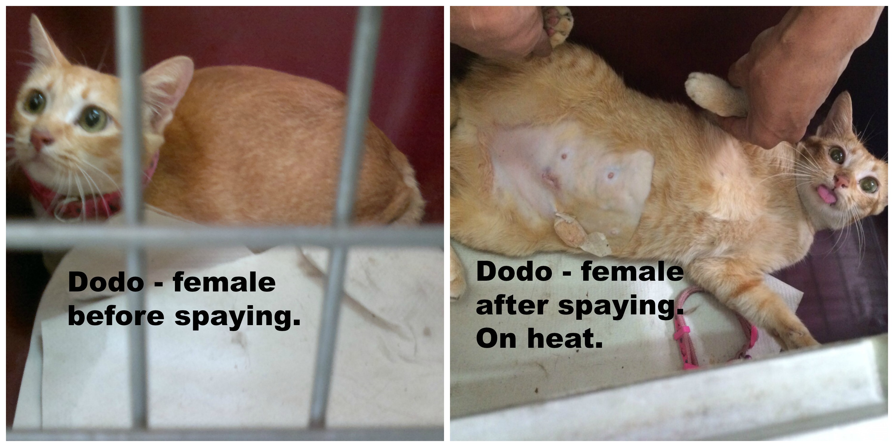 Dodo Collage