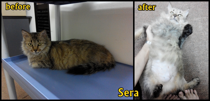 Sera