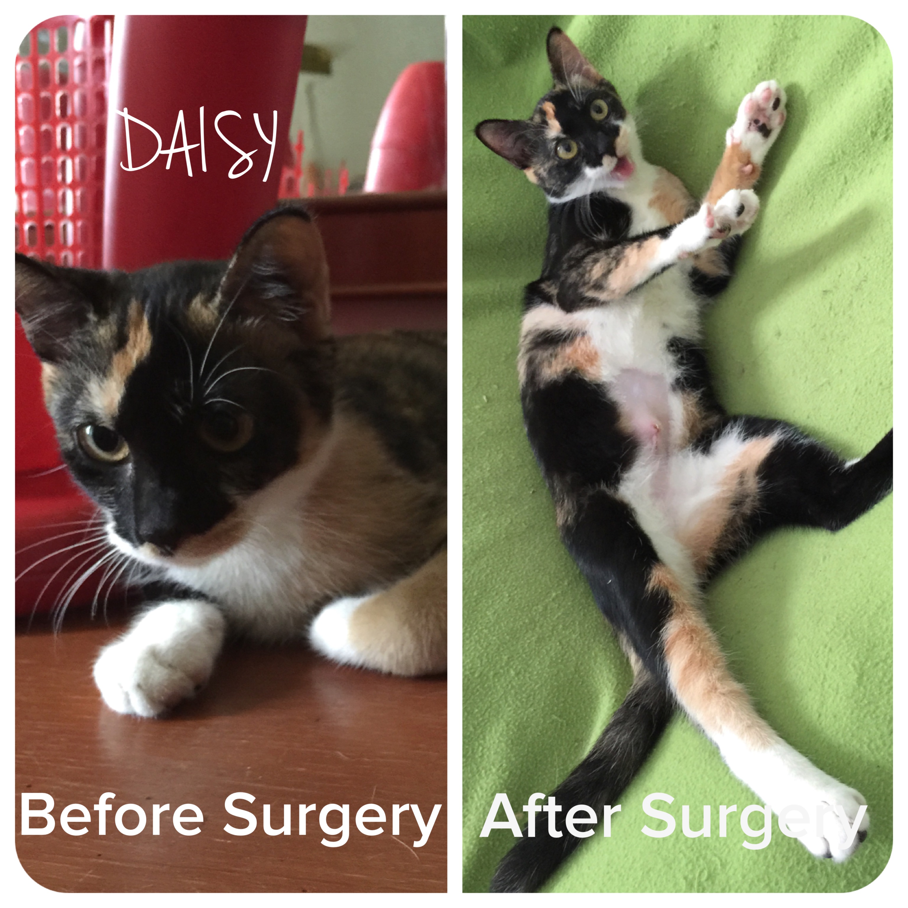 Daisy_Neutering Subsidy