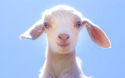 goat