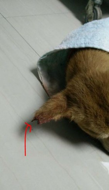 mini-Maggie opts photo