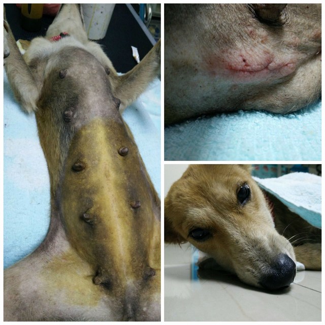 mini-Maggie's opt photo