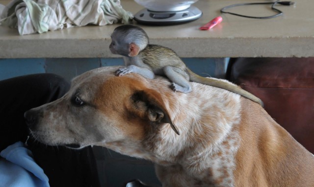 monkey-on-head-e1439085067330