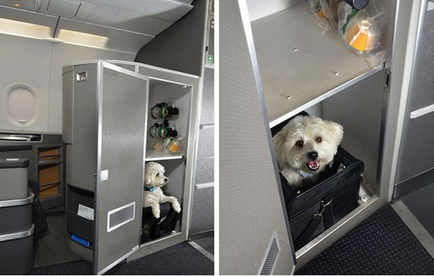 pets' cabin