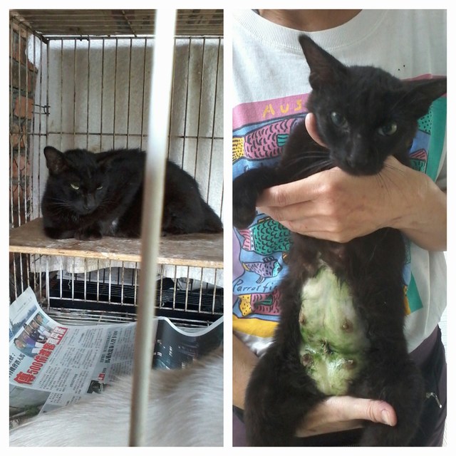 mini-housing est, delivered, all died. will adopt