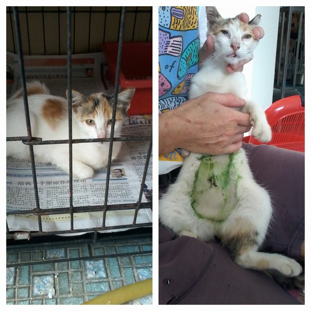 mini-near restaurant, will find adopter