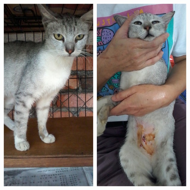 mini-pasar malam, also adopt